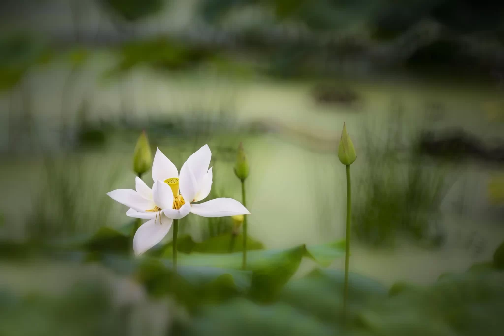 Lotus Flower White Petals Green Leaves warm Pond