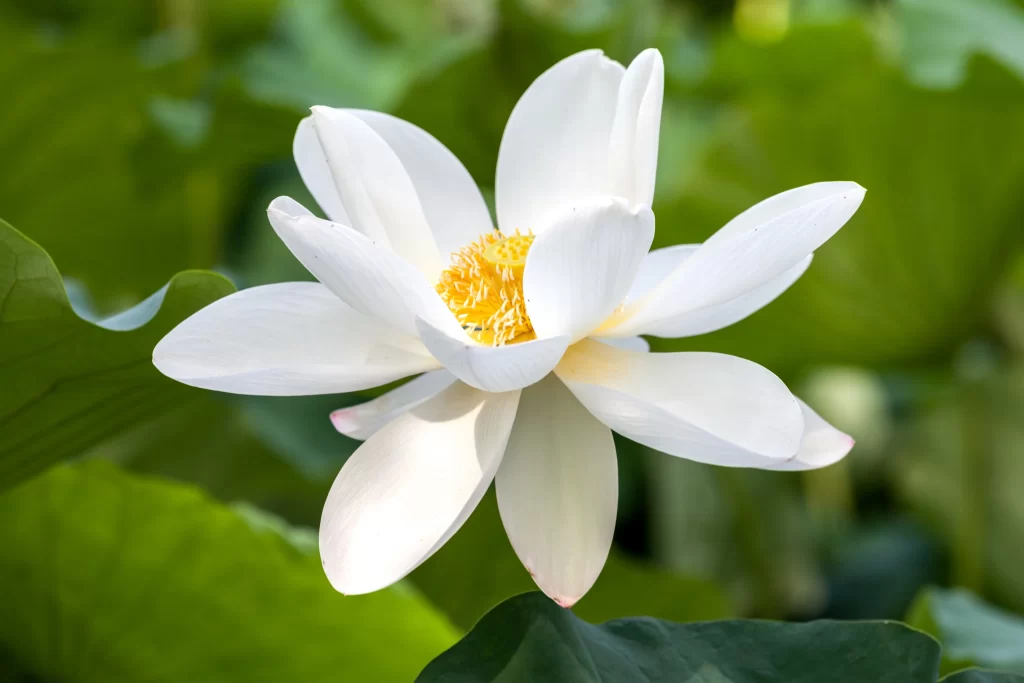 Lotus Flower White Petals Yellow Center Green warm Leaves