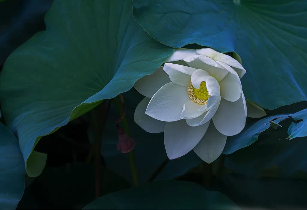 Lotus Flower White Petals Green dark Leaves