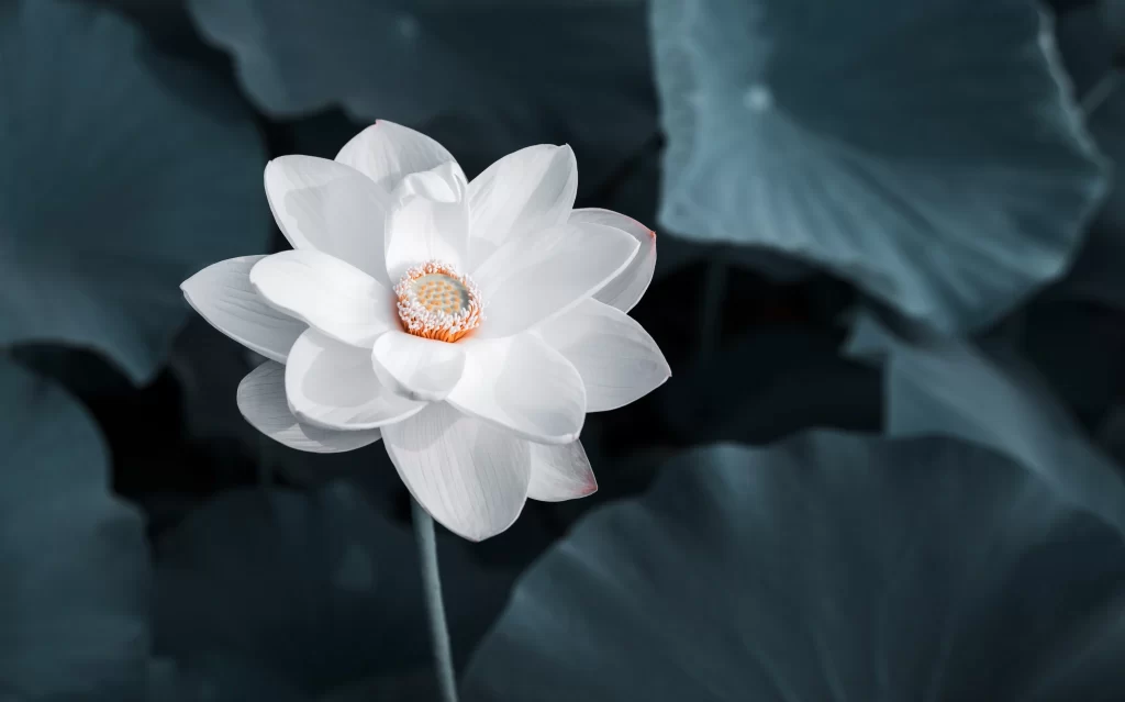 Lotus Flower White Petals Green gray Leaves