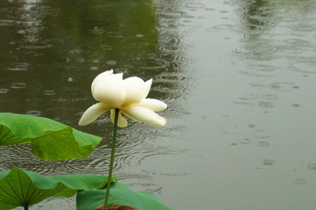 Lotus Flower White Petals Green Leaves Pond Water