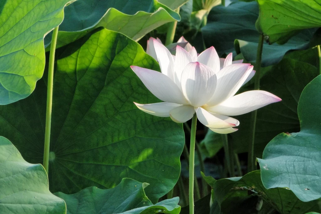 Lotus Flower White Pink Green warm Leaf
