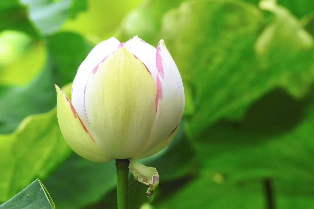 Lotus Flower White Pink Green warm Leaf