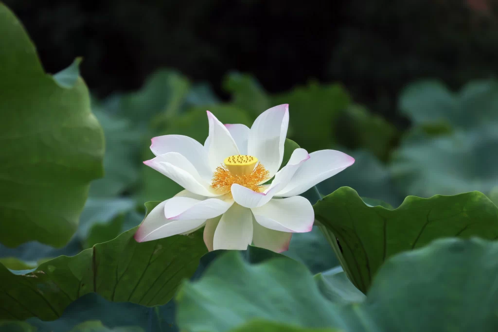 Lotus Flower White Pink Green Leaf gray Pond
