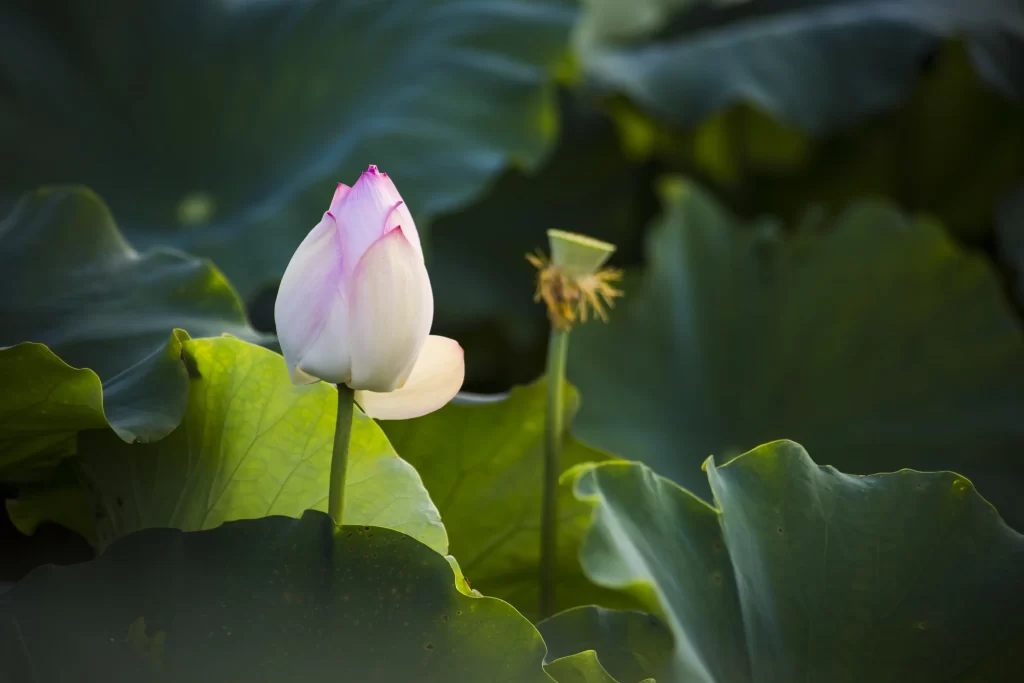 Lotus Flower White Pink Green Leaf gray Pond