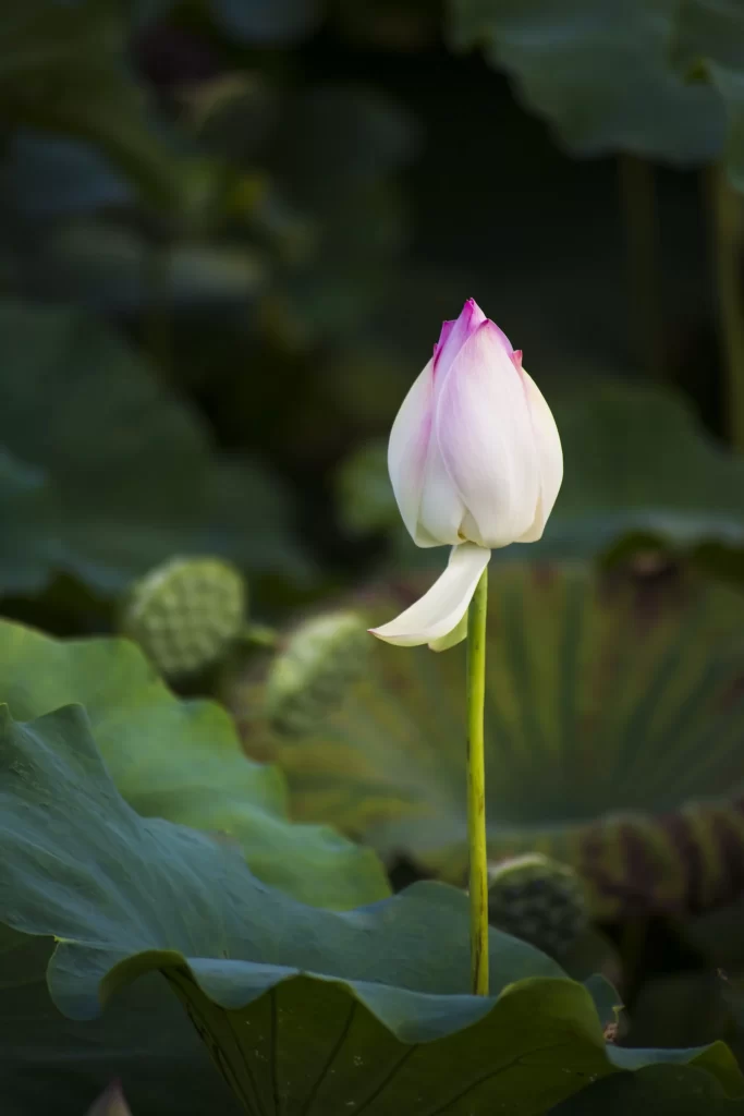 Lotus Flower White Pink Green dark Leaf