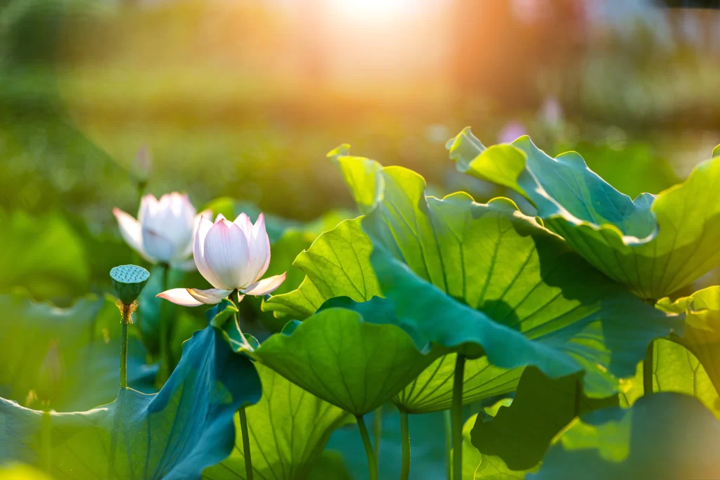 Lotus Flower White Pink Green Leaf warm Pond