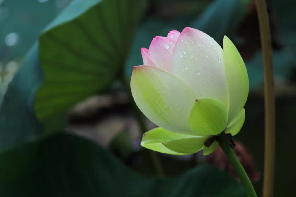 Lotus Flower White Pink Green gray Leaf