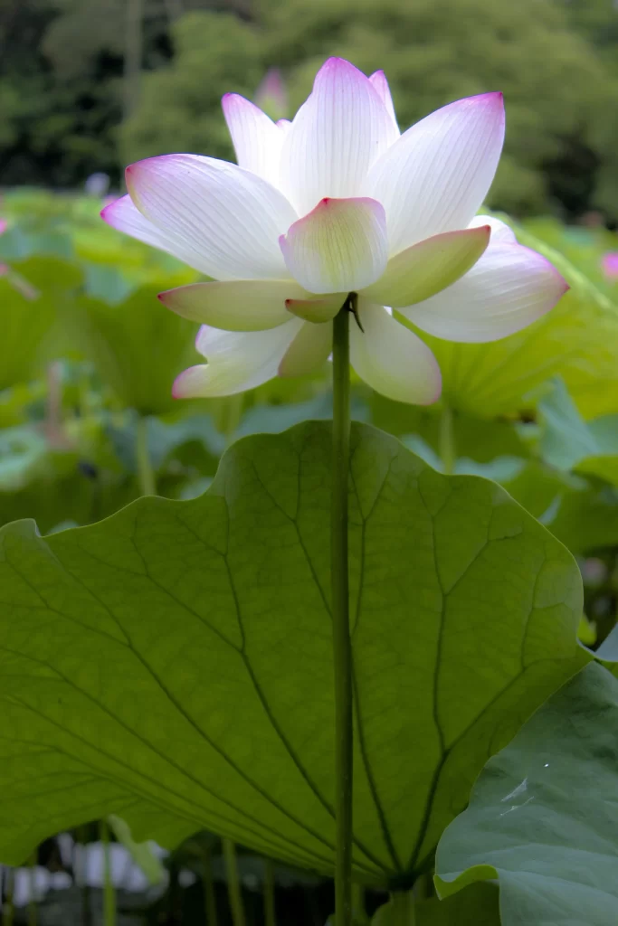 Lotus Flower White Pink Green warm Leaf