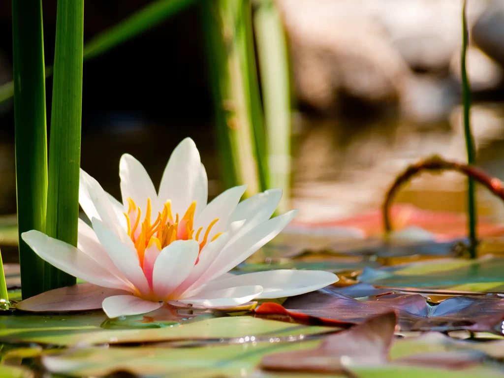 Lotus Flower White Pink Yellow Green Leaf Pond
