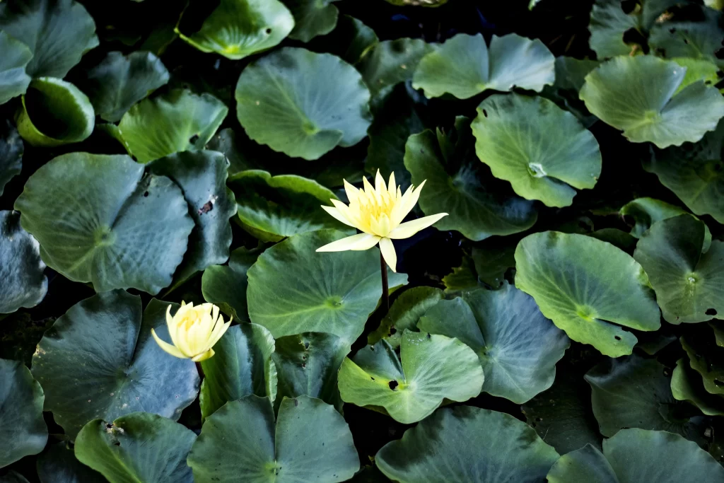 Lotus Flower Yellow Green Leaf Pond