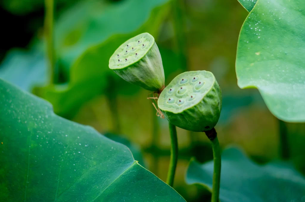 Lotus Green Leaf cool Nature