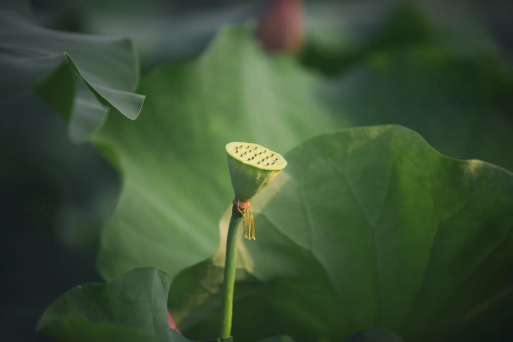 Lotus Green Leaf gray Nature