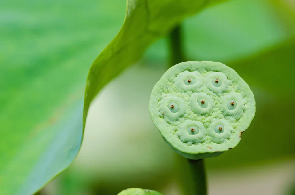 Lotus Green Leaf warm Nature