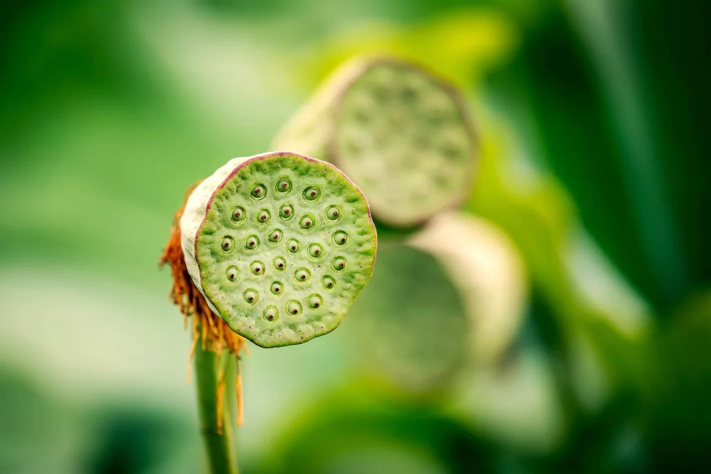 Lotus Green Yellow Nature