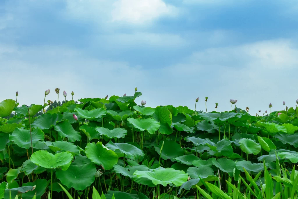 Lotus Leaf Green Blue Sky