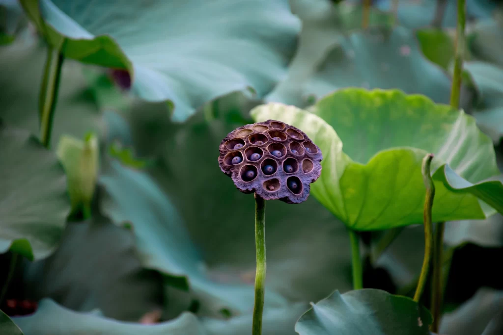 Lotus Leaf Green Brown Seed Pod