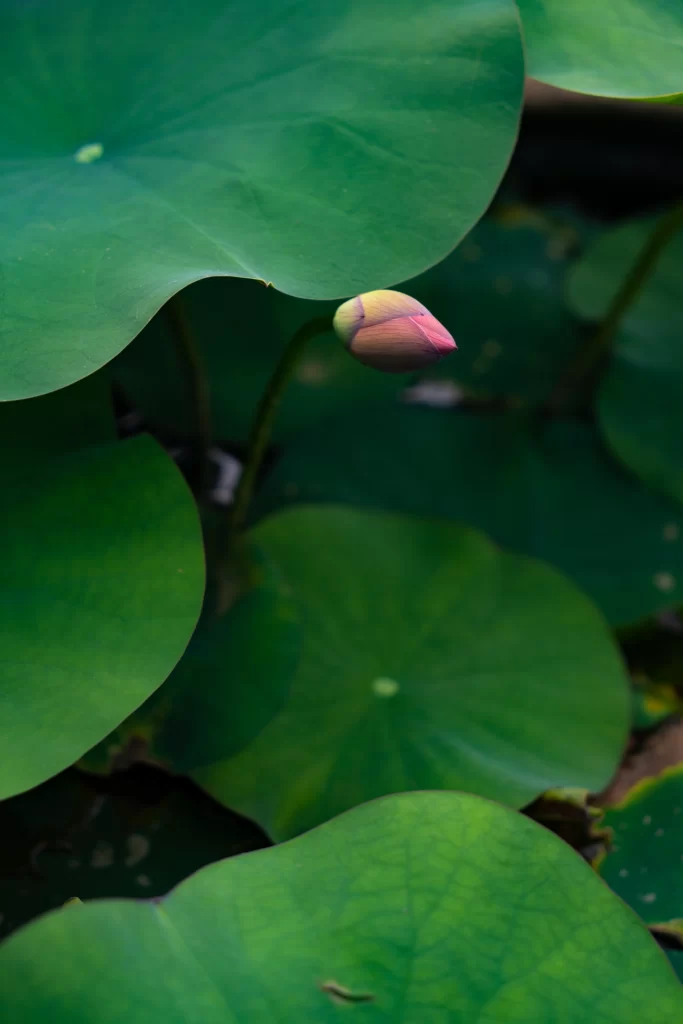 Lotus Leaf Green Bud Pink