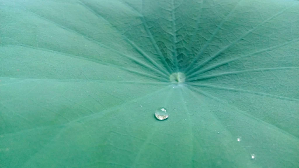 Lotus Leaf Green Leaf Water Drop