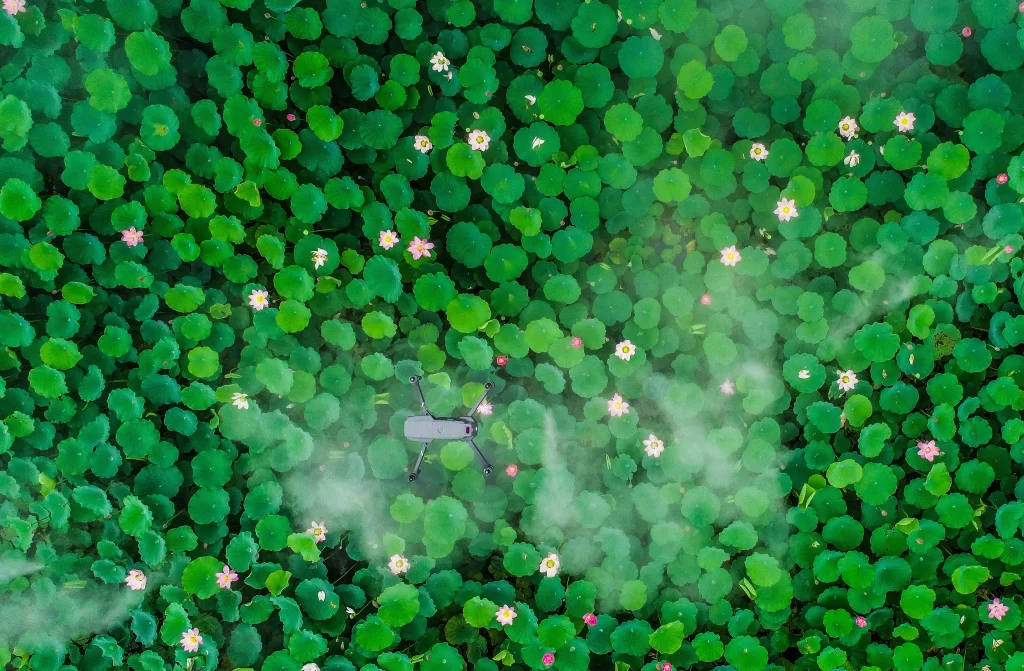 Lotus Leaf Green Pink Flower Drone