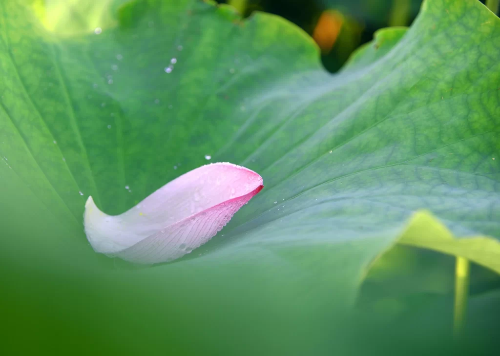Lotus Leaf Green Pink Petal Dewdrops Nature