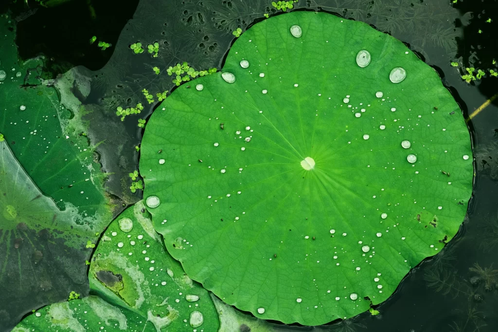 Lotus Leaf Green Water Dewdrops