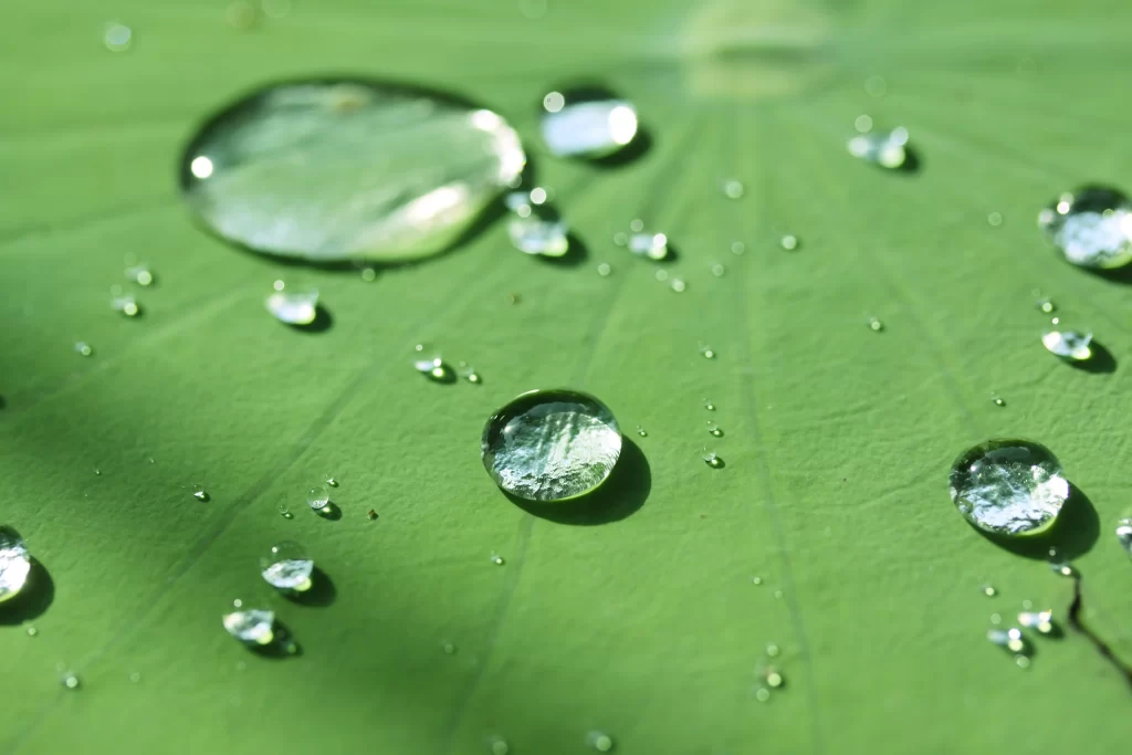 Lotus Leaf Green Water Droplets