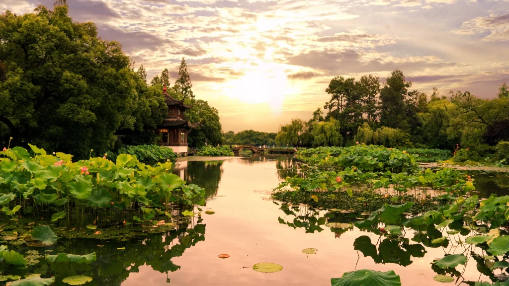 Lotus Leaf Green Water Pond Sunset Sky