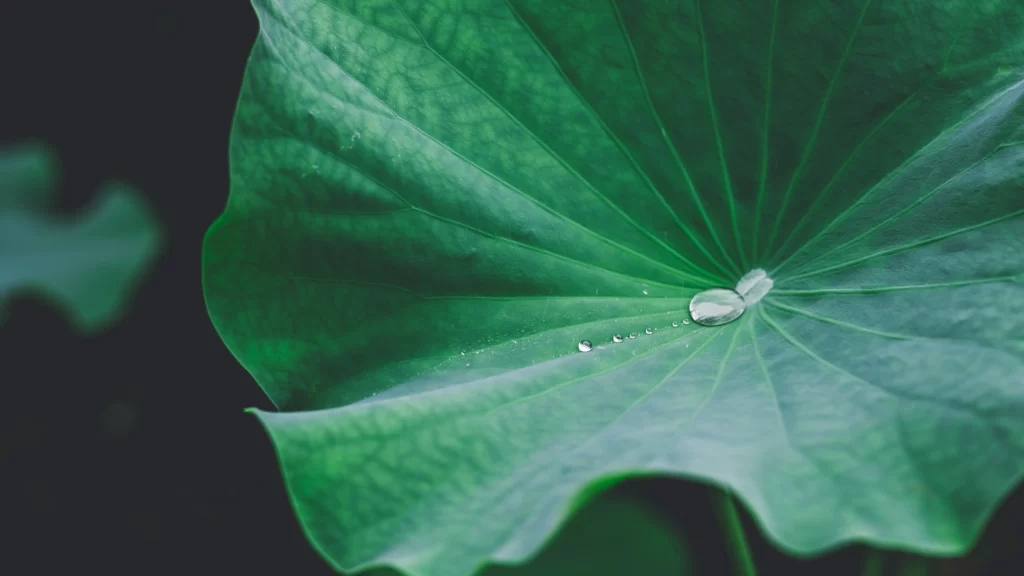 Lotus Leaf Green Waterdrops Nature