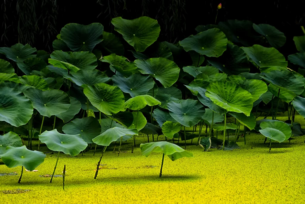 Lotus Leaf Green Yellow Pond