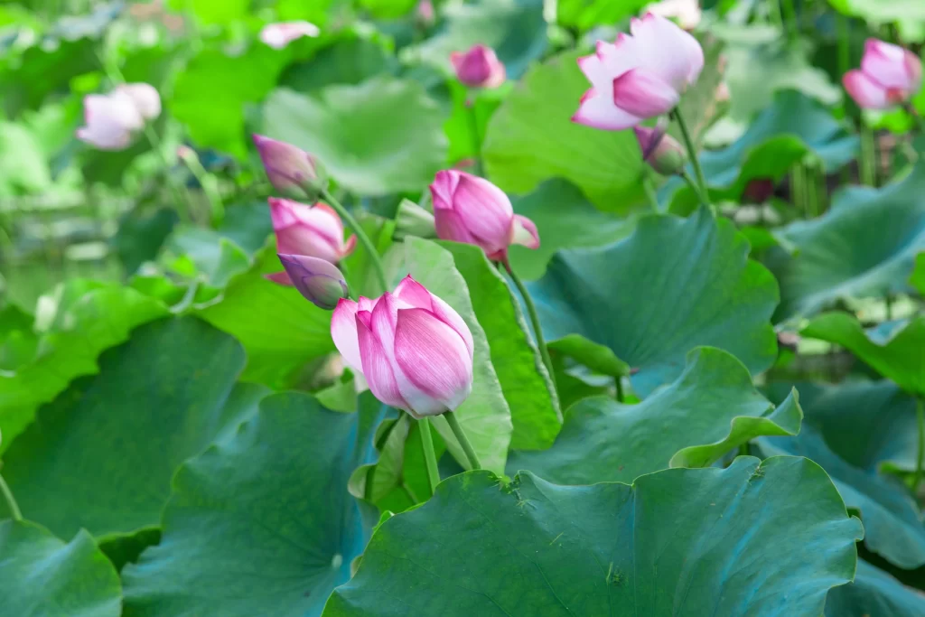 Lotus Pink Green Leaf cool Pond