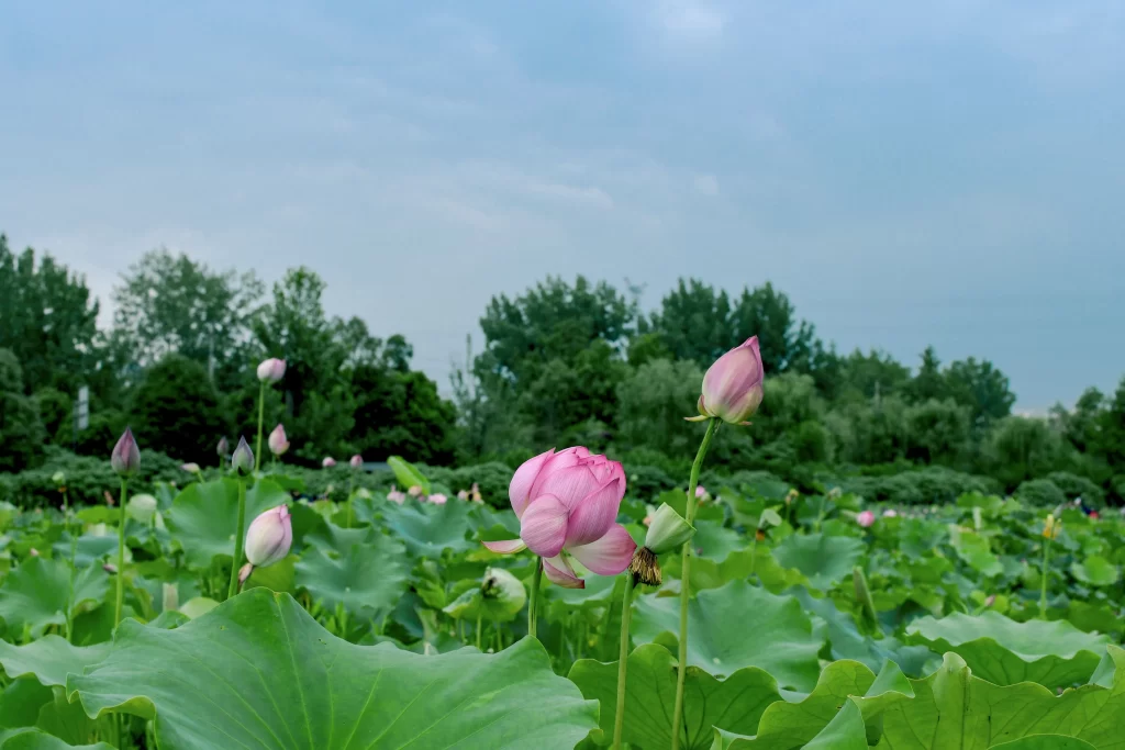Lotus Pink Green Leaf cool Pond