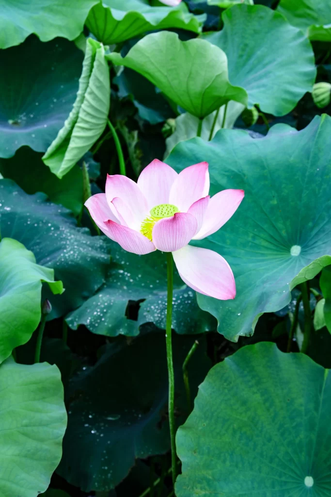 Lotus Pink Green Leaf cool Pond