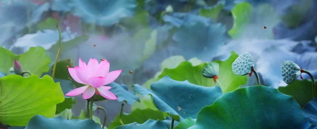 Lotus Pink Green Leaf cool Pond