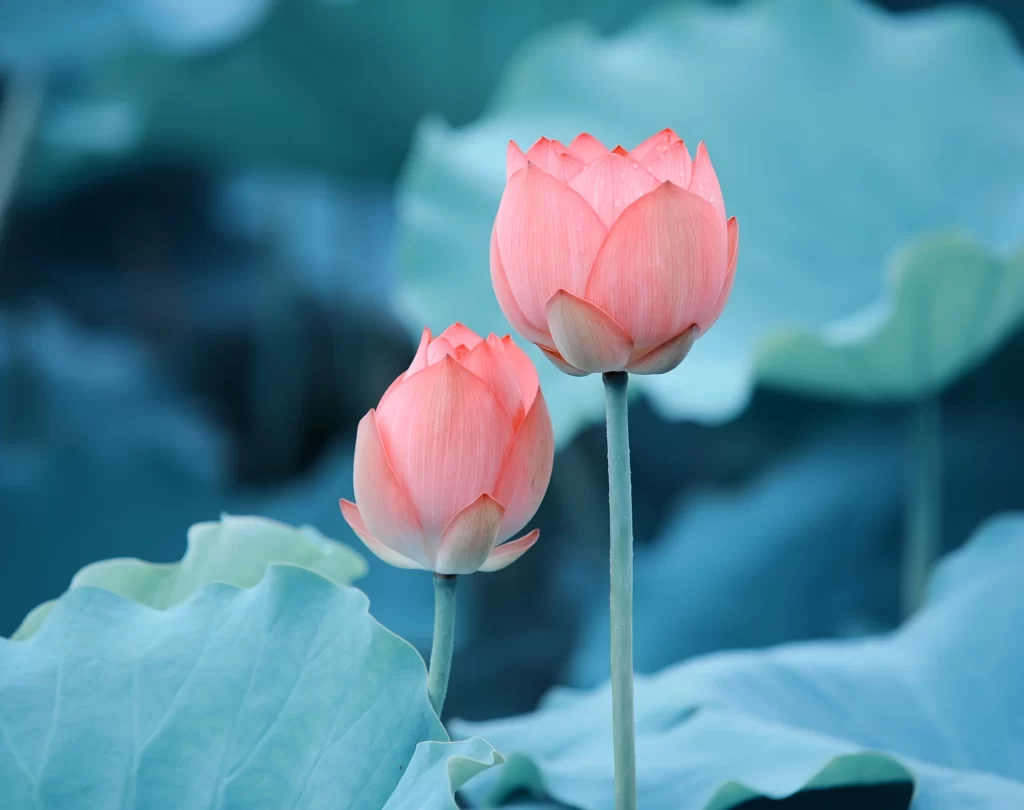 Lotus Pink Green Leaf cool Pond
