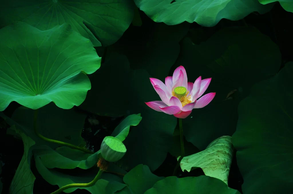 Lotus Pink Green Leaf dark Pond