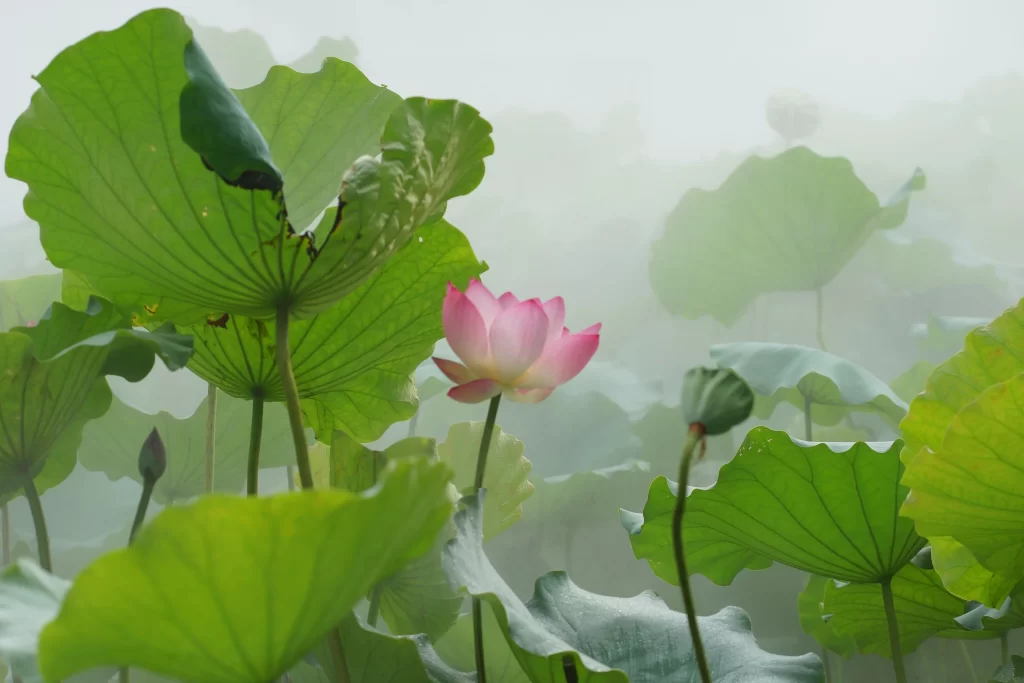 Lotus Pink Green Leaf Misty