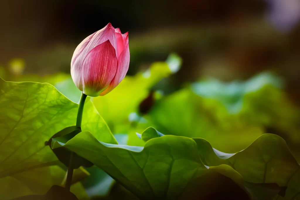 Lotus Pink Green Leaf Nature