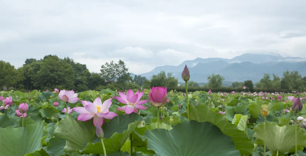 Lotus Pink Green Leaf Pond Mountain