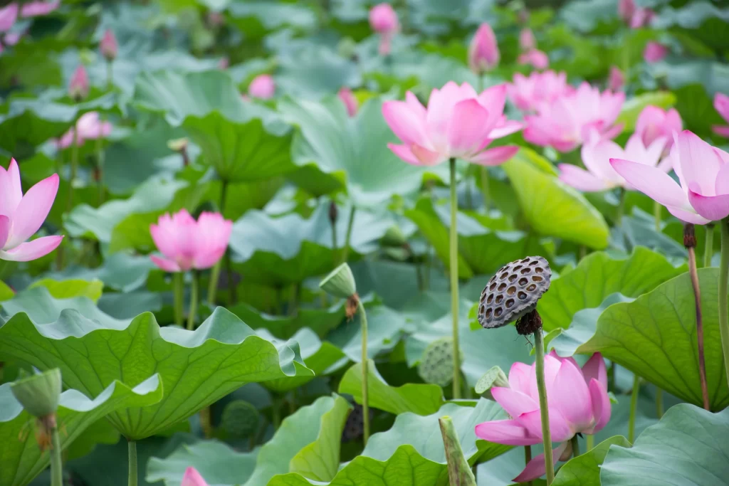 Lotus Pink Green Leaf warm Pond