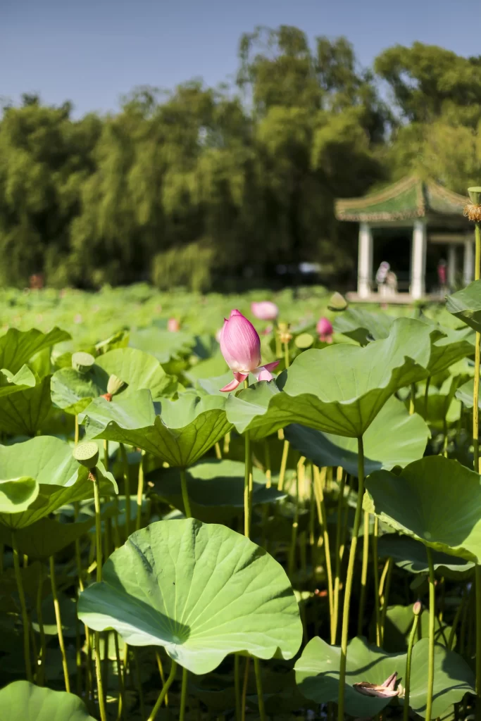 Lotus Pink Green Leaf warm Pond