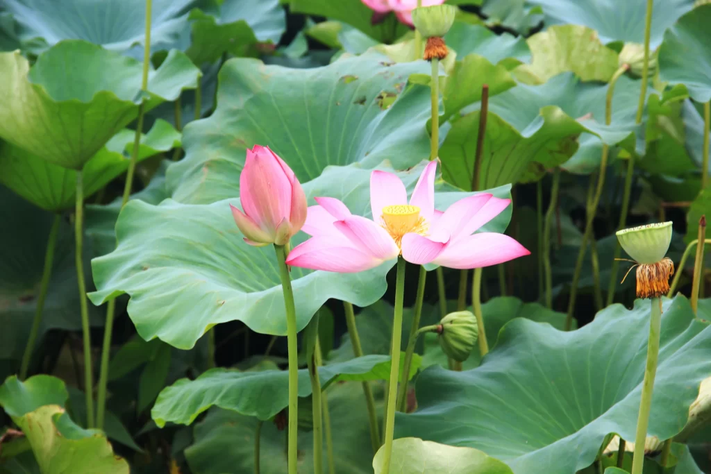 Lotus Pink Green Leaf warm Pond