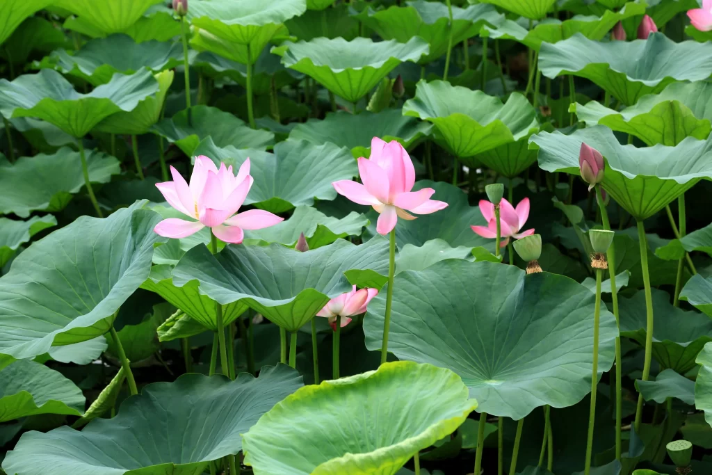 Lotus Pink Green Leaf warm Pond
