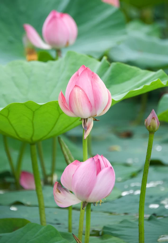 Lotus Pink Green Leaf warm Pond