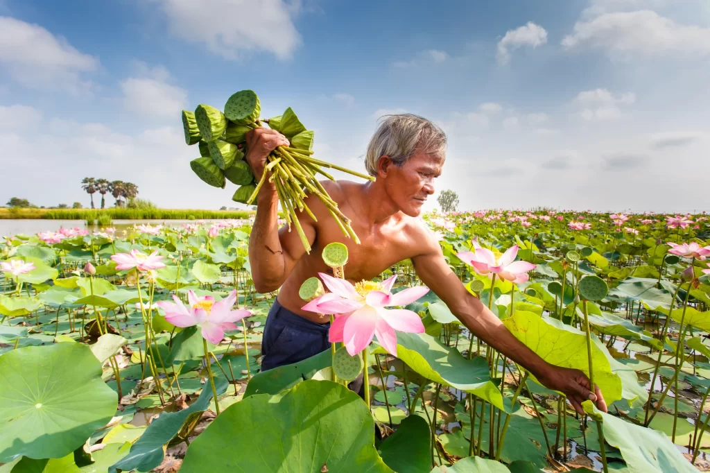 Lotus Pink Green Leaf warm Pond