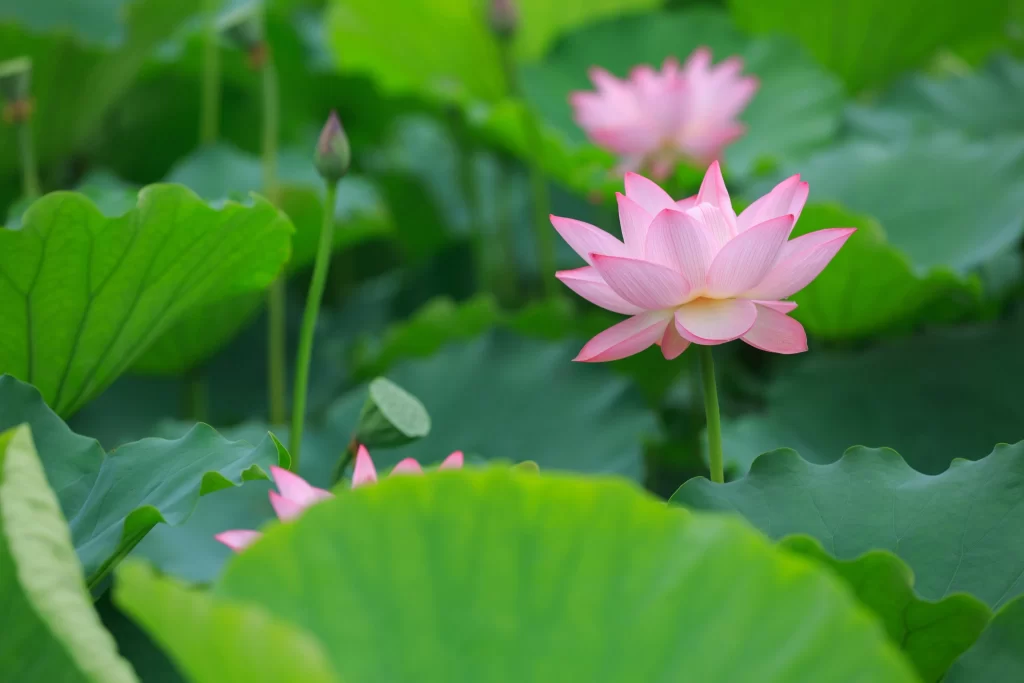 Lotus Pink Green Leaf warm Pond