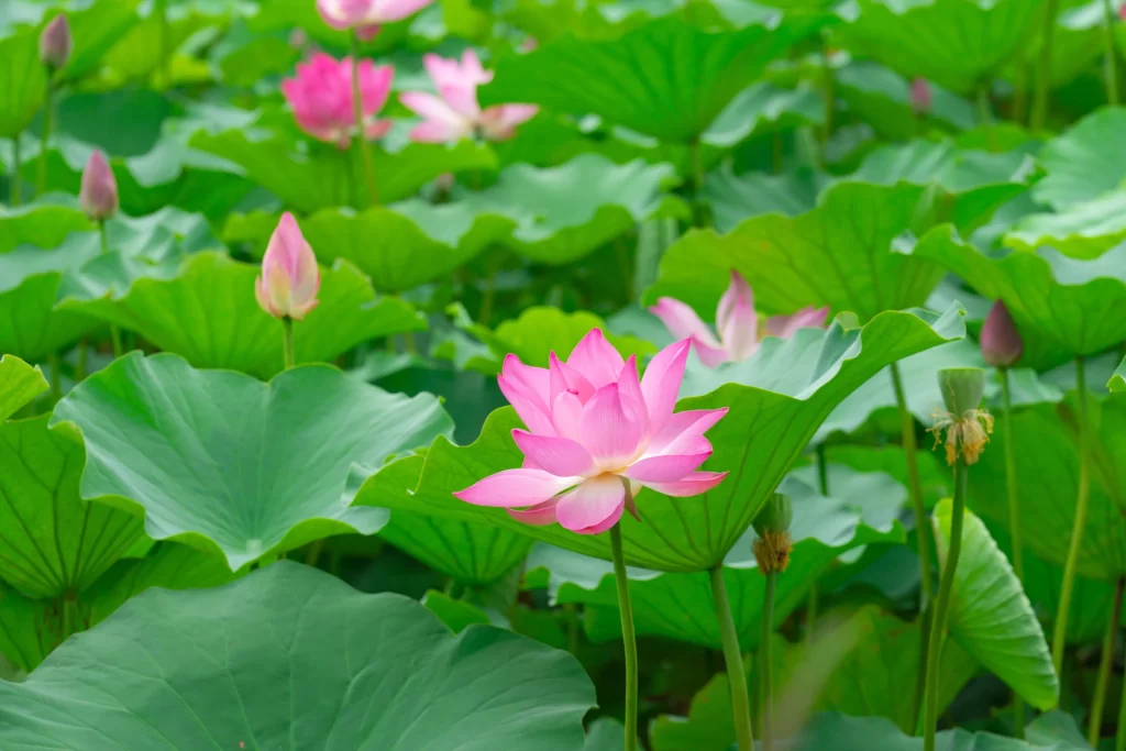 Lotus Pink Green Leaf warm Pond