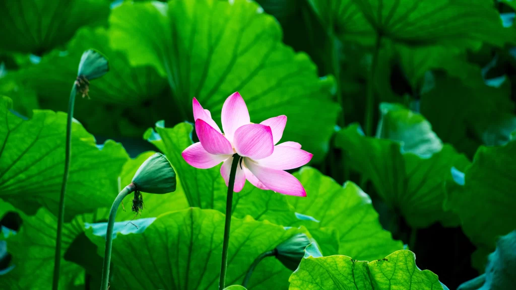 Lotus Pink Green Leaf warm Pond