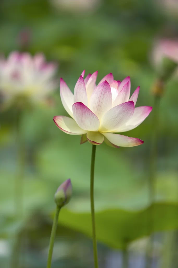 Lotus Pink White Green Leaf warm Pond