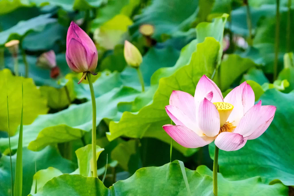 Lotus Pink White Green Leaf warm Pond